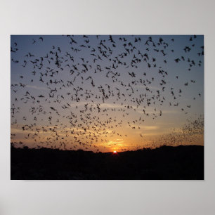 Fladdermus vid Vinge vid Carlsbad Caverns Poster