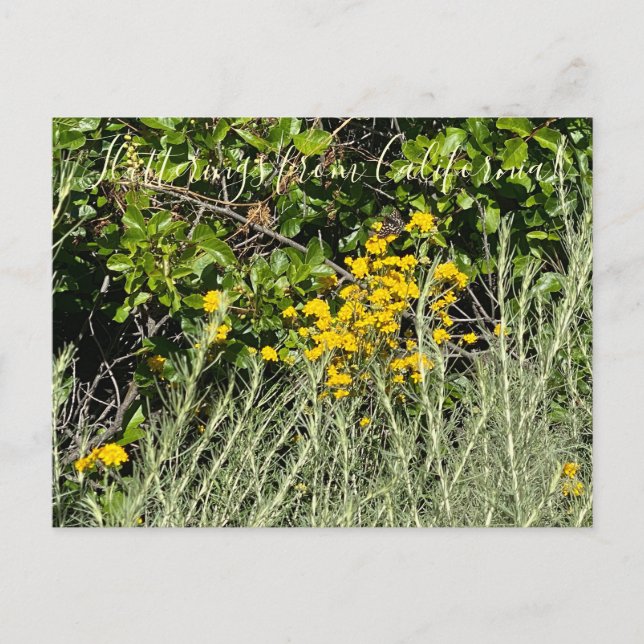Fladdrande från Kalifornien: Golden Yarrow Vykort (Framsida)