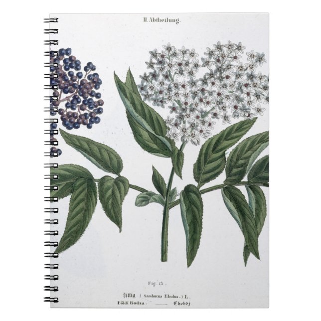 Fläder Fig. 13 från "den unga landsmanen", Anteckningsbok Med Spiral (Framsidan)