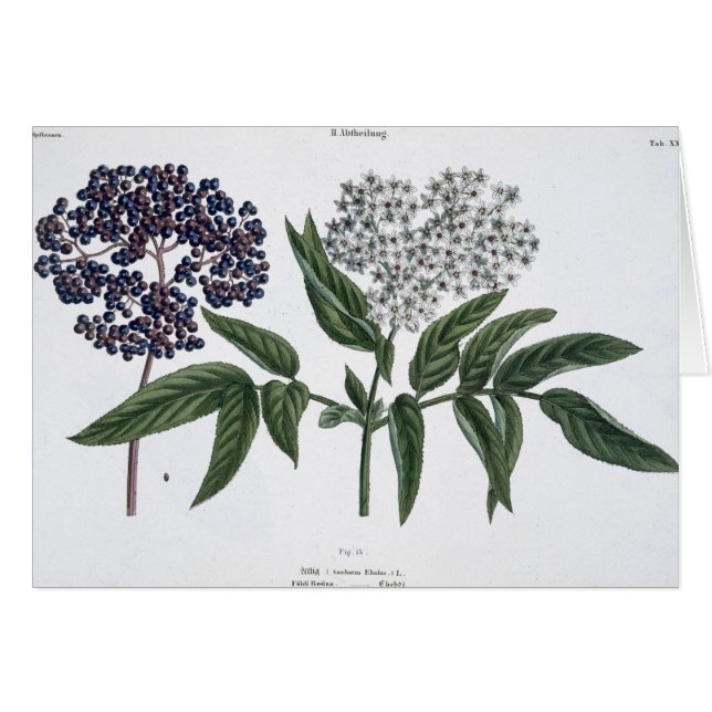 Fläder Fig. 13 från "den unga landsmanen", Hälsningskort (Framsidan Horizontal)