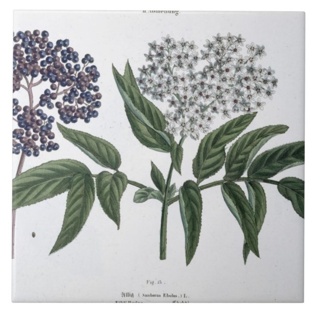 Fläder Fig. 13 från "den unga landsmanen", Kakelplatta (Framsidan)