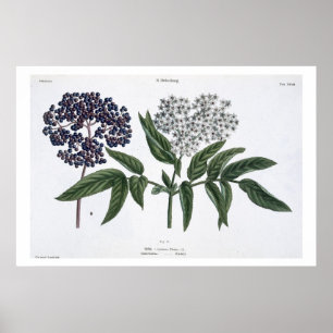 Fläder Fig. 13 från "den unga landsmanen", Poster