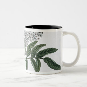 Fläder Fig. 13 från "den unga landsmanen", Två-Tonad Mugg