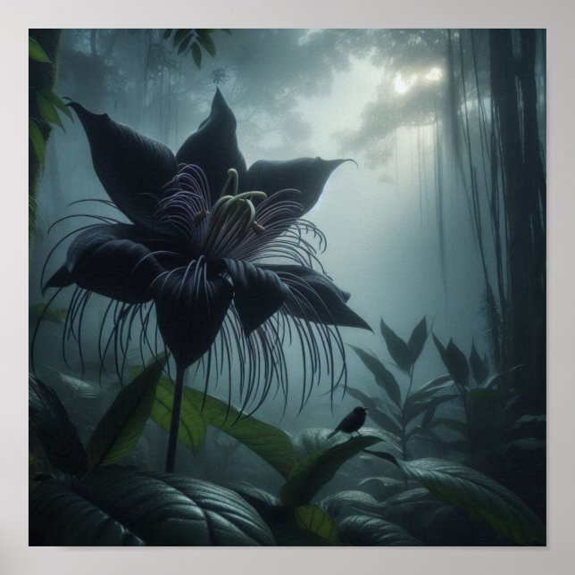 Fläderblomma Bland Sällsynta Tropiska Växter  Poster (Framsidan)