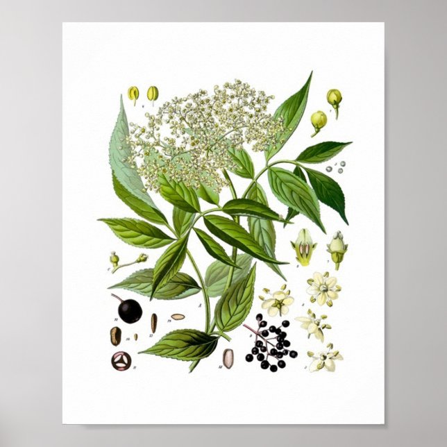 Fläderbuske Elegans: En Vintage Botanisk Mästare Poster (Framsidan)
