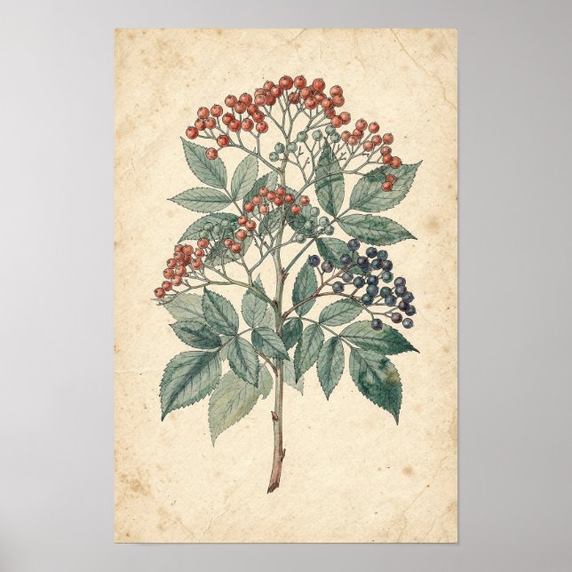 Flädergrens botaniska studie poster (Framsidan)