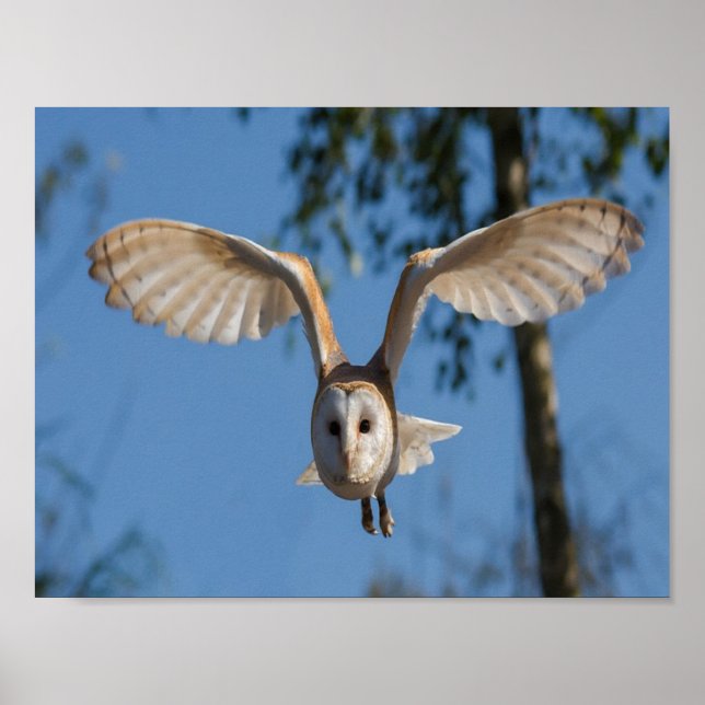 Fläderladugård uggla poster (Framsidan)