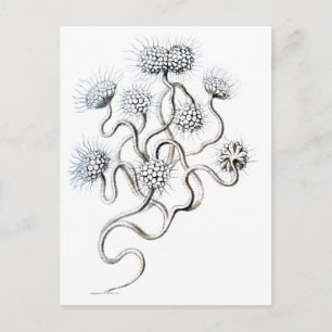 Flagellata, Ernst Haeckel Fine Art Vykort