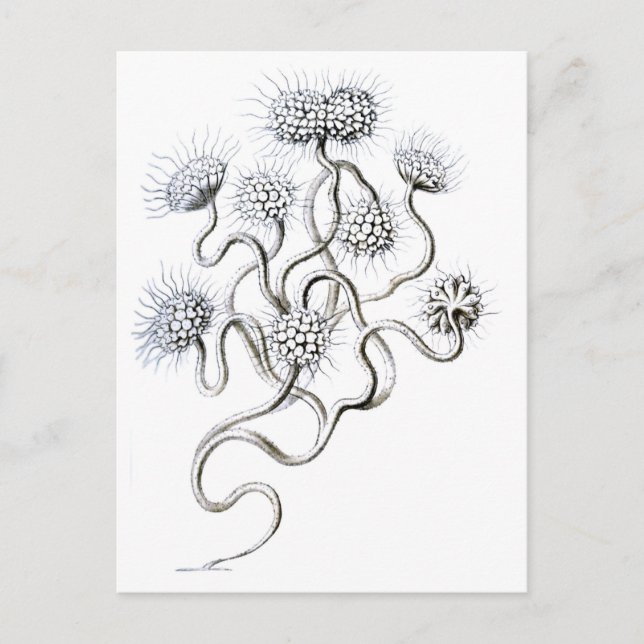 Flagellata, Ernst Haeckel Fine Art Vykort (Framsida)