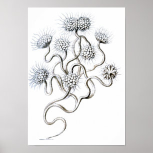 Flagellata Ernst Haeckel konst Poster