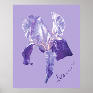 Flagga Iris (lila och mauve) poster utskrift