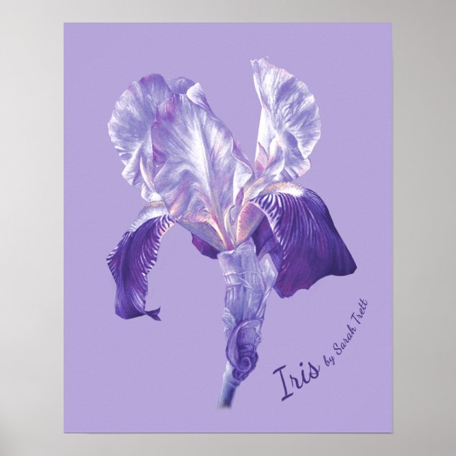 Flagga Iris (lila och mauve) poster utskrift (Framsidan)