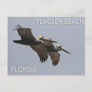 Flagler Beach Pelican Pair Postcard Vykort