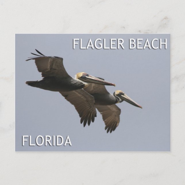 Flagler Beach Pelican Pair Postcard Vykort (Framsida)