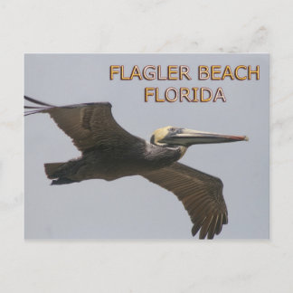 Flagler Beach Pelican-vykort Vykort