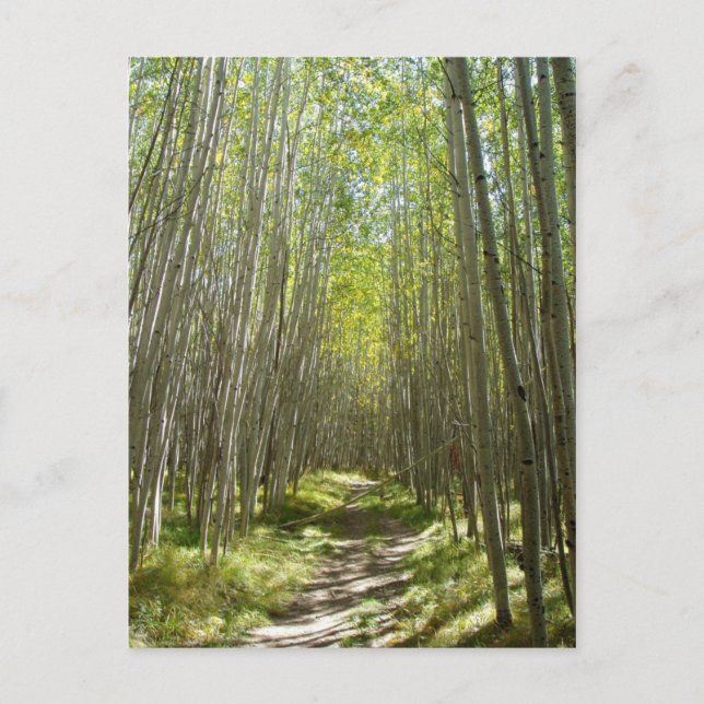 Flagstaff aspen vykort (Framsida)