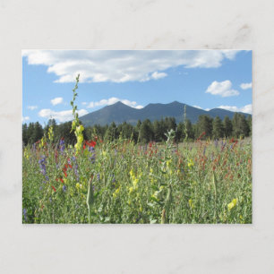 Flagstaff, AZ Vykort