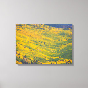 FlagstaffArizona aspen Canvastryck