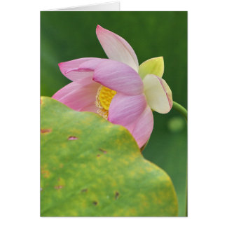 Fläkt Dancer OBS Kort