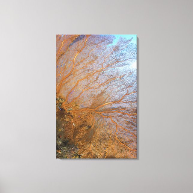 Fläkt (Plexauridae sp.) Canvastryck (Framsida)