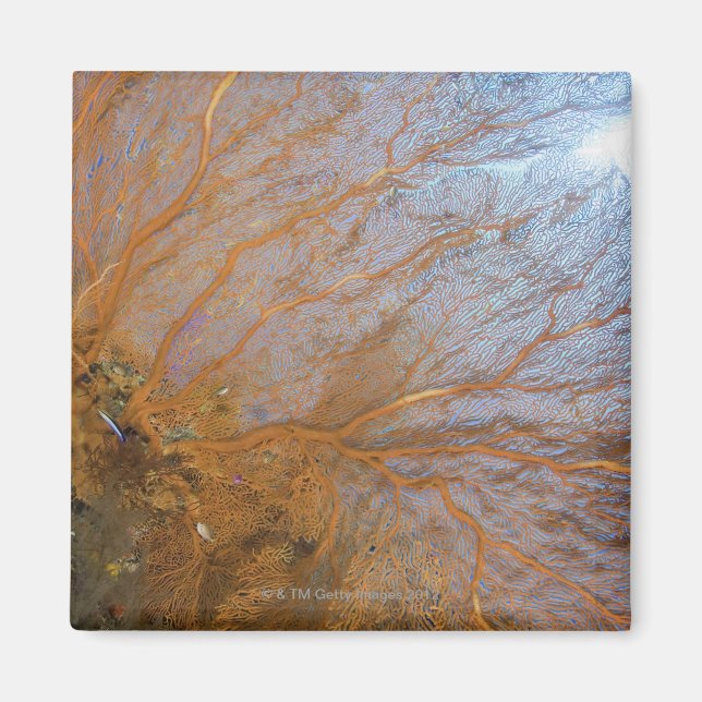 Fläkt (Plexauridae sp.) Magnet (Framsidan)