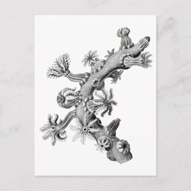 Fläkt Vykort (Framsida)