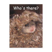 Fläktekorrekord - vykort