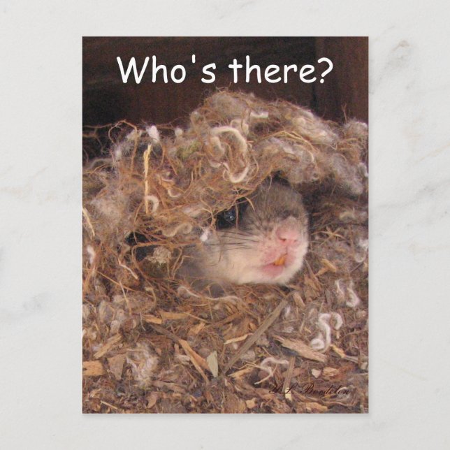 Fläktekorrekord - vykort (Framsida)