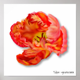 Flamande Orange Parrot Tulip Digital Art Poster