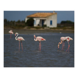 Flamants roses en Camargue Perfect Poster