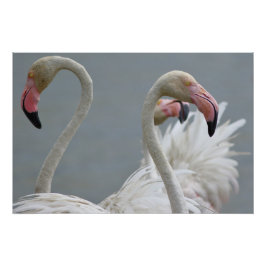 flamants roses perfect poster