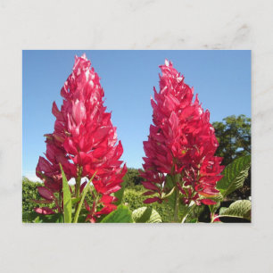 Flamblomstervykort Vykort