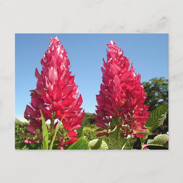 Flamblomstervykort Vykort (Framsida)