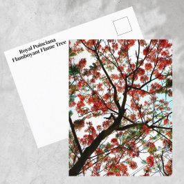 Flamboant Royal Poinciana Flame Träd Fotografisk f Vykort