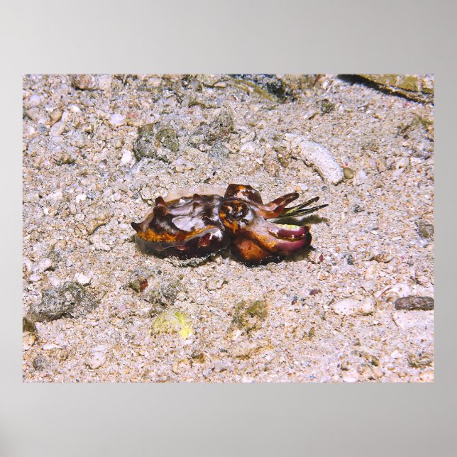Flambouyant Kuttlefish Poster (Framsidan)