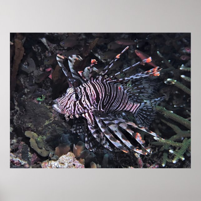 Flambouyant Lionfish Poster (Framsidan)