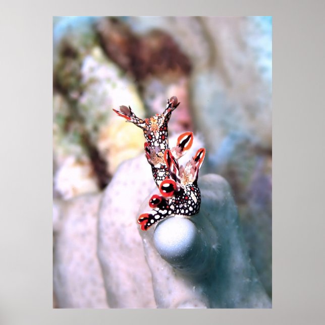 Flambouyant Nudi Poster (Framsidan)