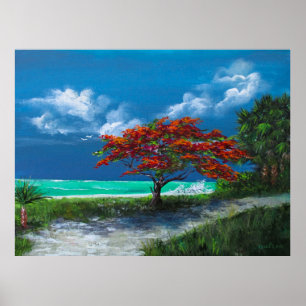 Flamboyan Träd, Karibien, Puerto Rico Poster