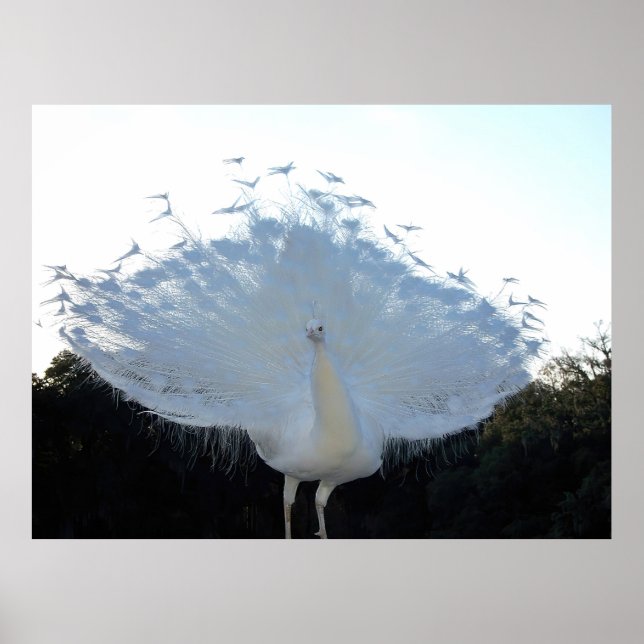 Flamboyant Albino Peacock Poster (Framsidan)