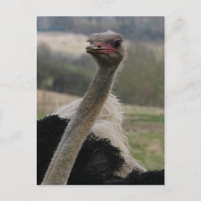 Flamboyant Ostrich vycard Vykort (Framsida)