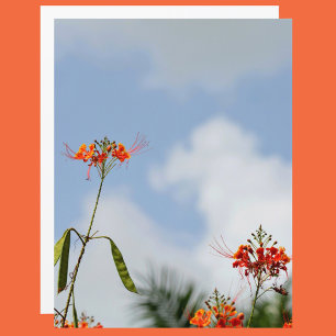 Flamboyant Royal Poinciana. Blommigt Himmel Blue
