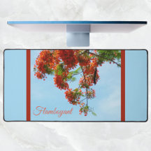 Flamboyant Royal Poinciana Botaniana Blommigt Blue