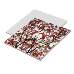 Flamboyant Royal Poinciana Träd Kakelplatta