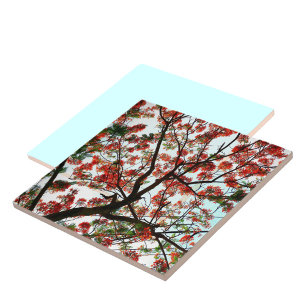 Flamboyant Royal Poinciana Träd Kakelplatta