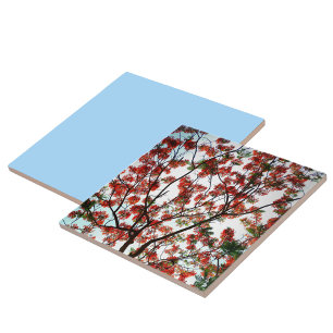 Flamboyant Royal Poinciana Träd Kakelplatta