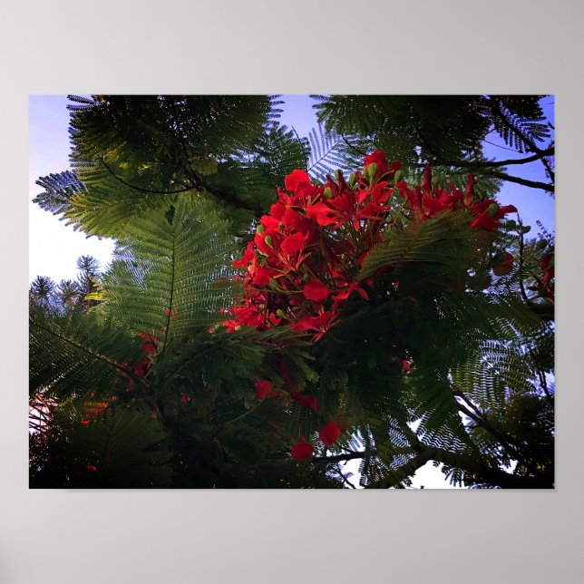 Flamboyant Träd Poster (Framsidan)