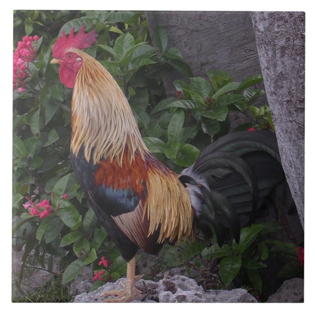Flamboyant tupptrivet kakelplatta (Framsidan)