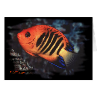 Flame Angelfish by H2Oasis Hälsningskort
