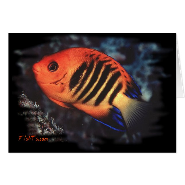 Flame Angelfish by H2Oasis Hälsningskort (Framsidan Horizontal)