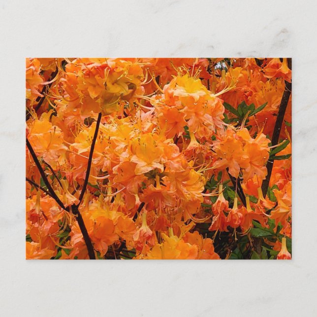 Flame Azalea Blommor Vykort (Framsida)